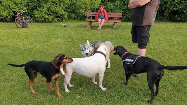 Hundeauslauffläche/Hundewiese Elmschenhagen - Image 1