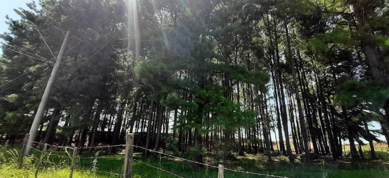 Área Verde - Image 1