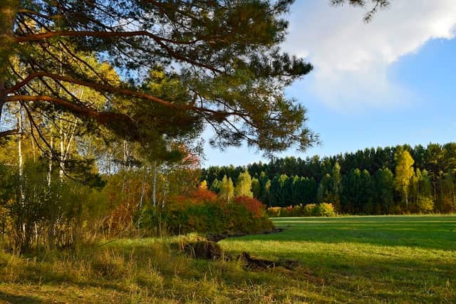 Dendropark - Image 1