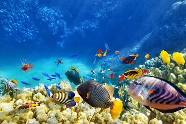 Z TRIPS Hurghada - Image 2