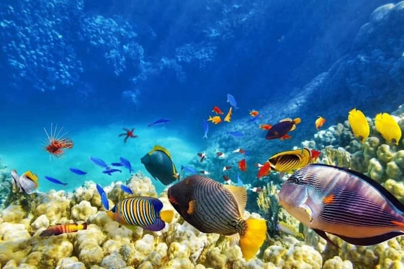 Z TRIPS Hurghada - Image 2