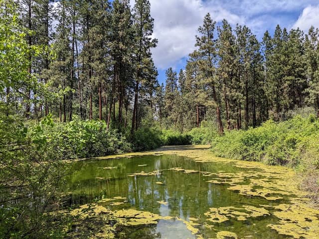 Turtle Pond - Image 1