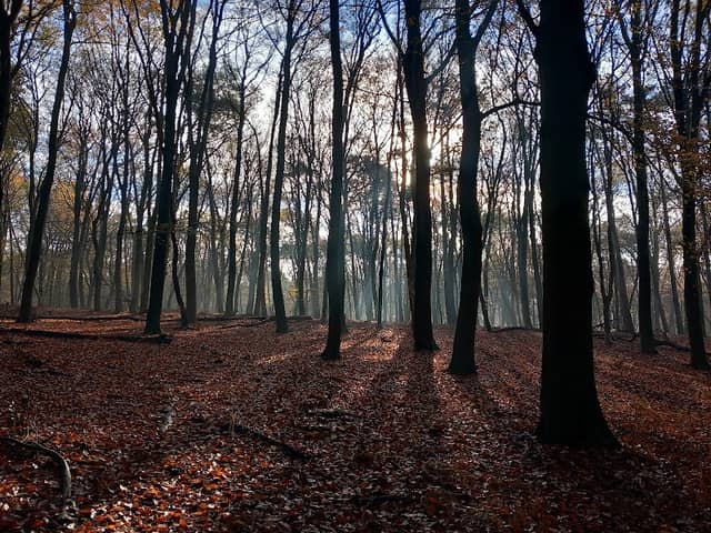 Groot Beekermark (Bergherbos) - Image 2