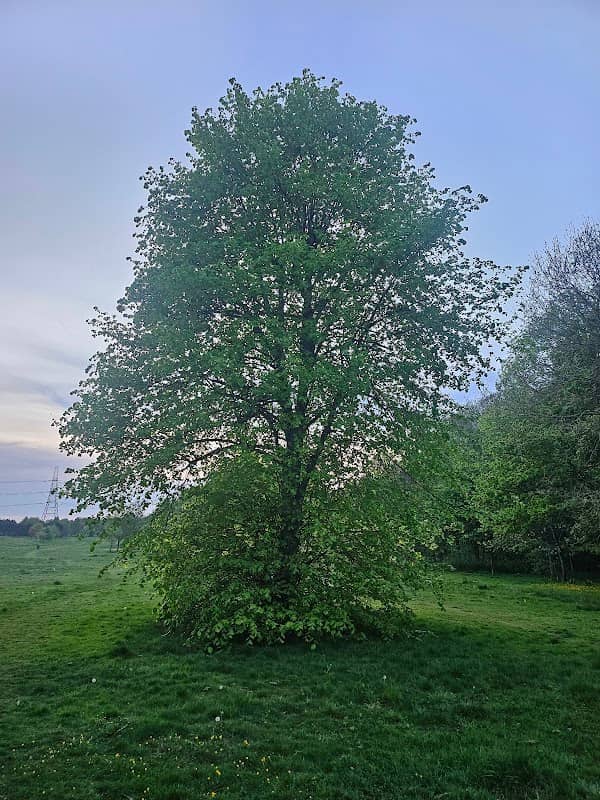 Eccleston Park - Image 1
