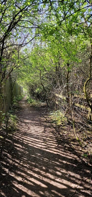 Woodland Walk - Image 1