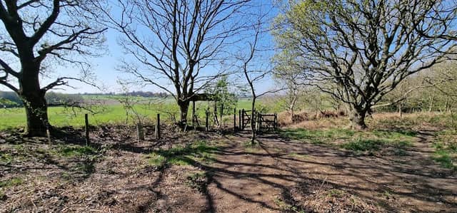 Woodland Walk - Image 2