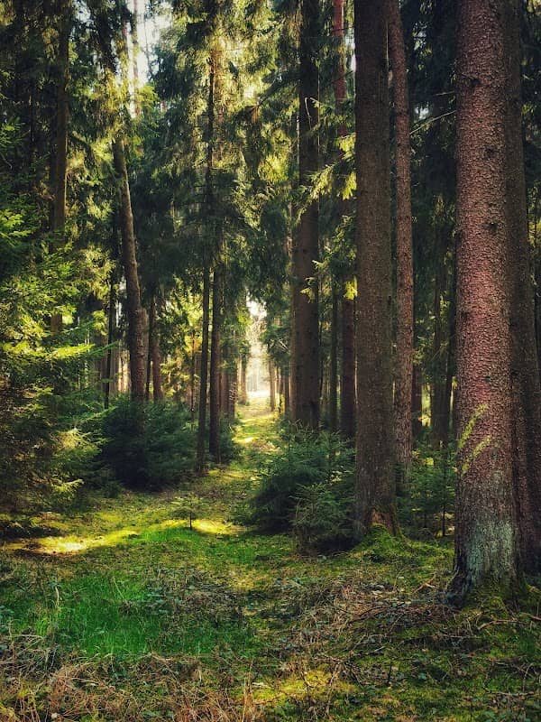 Wald bei Neuburg - Image 1