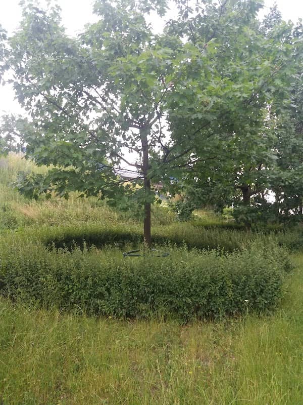 Dęby Pamięci w Piastowie - Image 1
