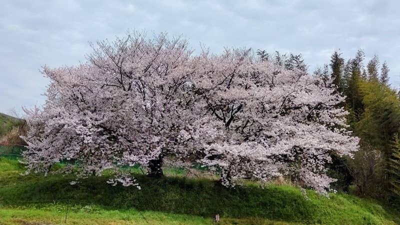 ふじ子桜 - Image 1