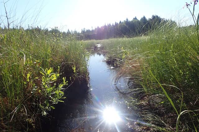McLachlan Lake - Image 2