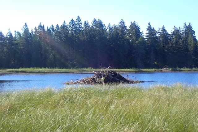 McLachlan Lake - Image 1