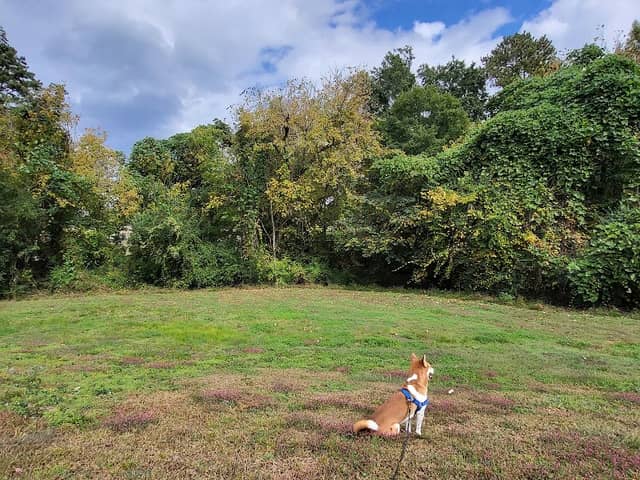 Smyrna Dog Park - Image 3