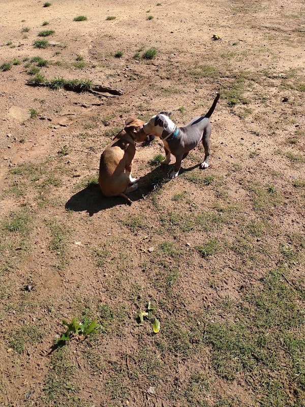 Smyrna Dog Park - Image 2