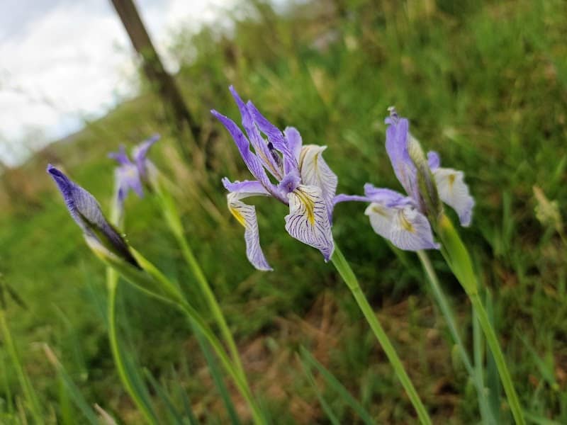 Tomichi Creek State Wildlife Area - Image 3