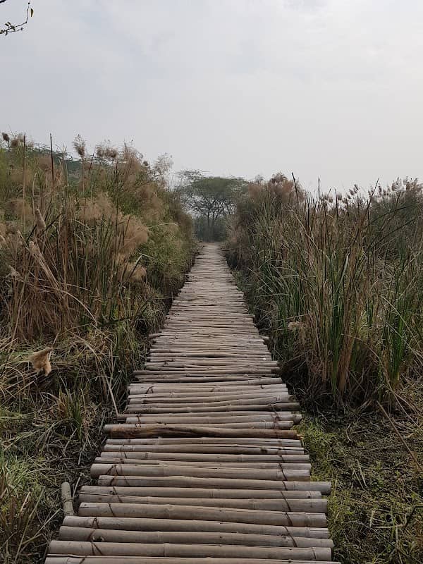 Okhla Bird Sanctuary - Image 3