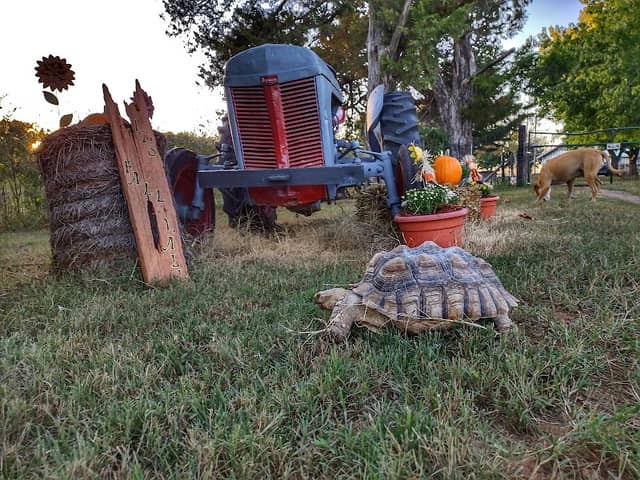 DT Ranch Country - Image 2