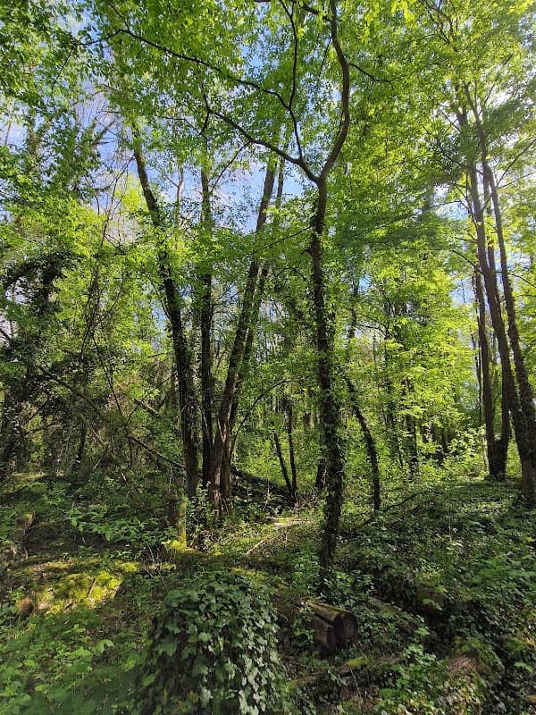 Bosco del Parauro - Image 1