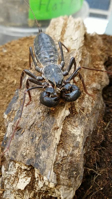 Insect Adventure - Image 1
