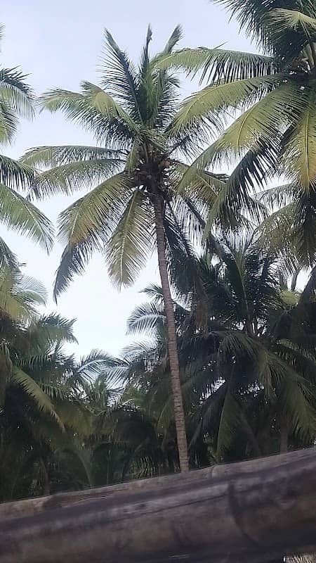 Thanikasalam garden - Image 1