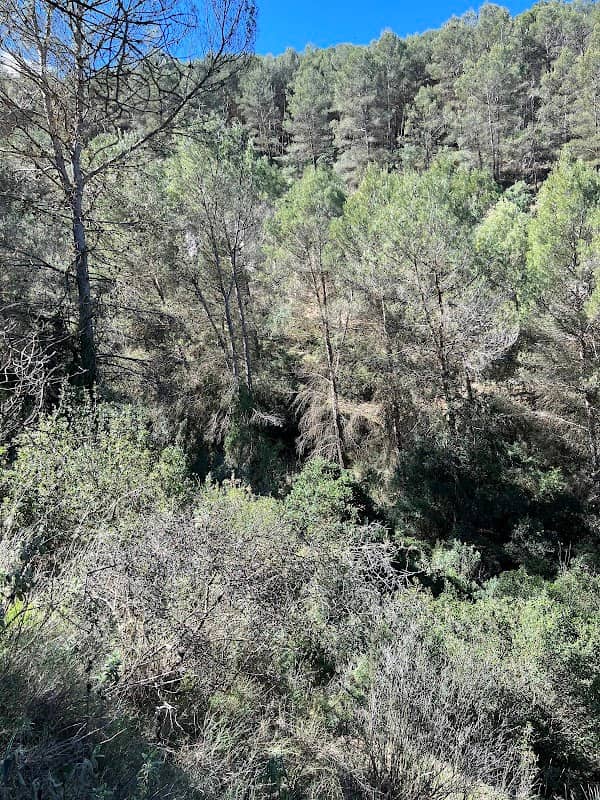 Arroyo de la Cueva - Image 2