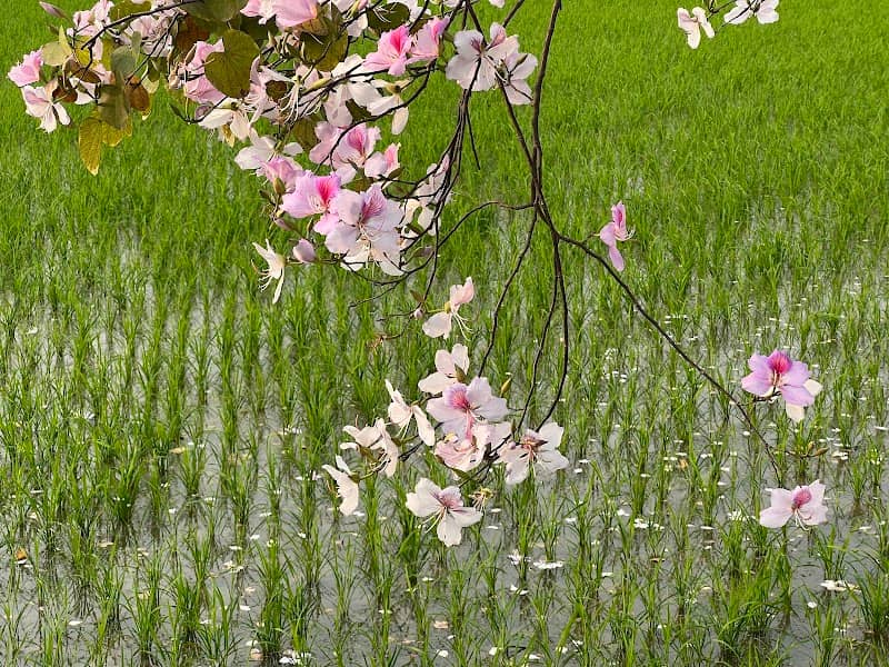 Đường Hoa Ban Tím - Image 1