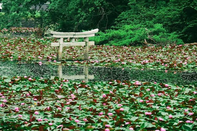 弁天池の沈み鳥居 - Image 1