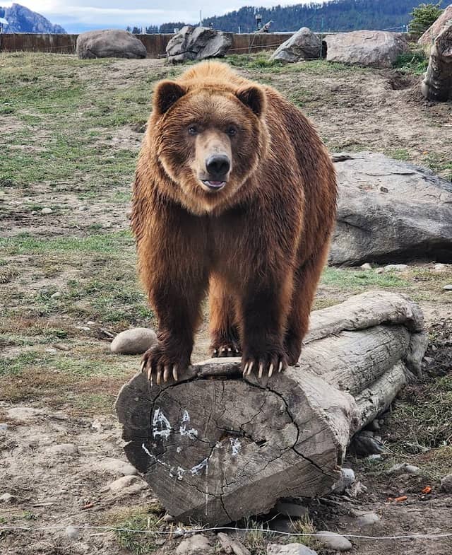 Montana Grizzly Encounter - Image 1