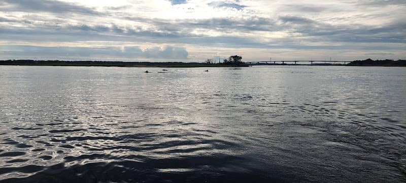 Dolphin Tours Jacksonville - Image 2