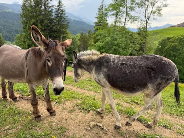 Eselwanderungen im Toggenburg - Image 2