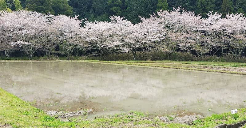 萩町の桜並木 - Image 1