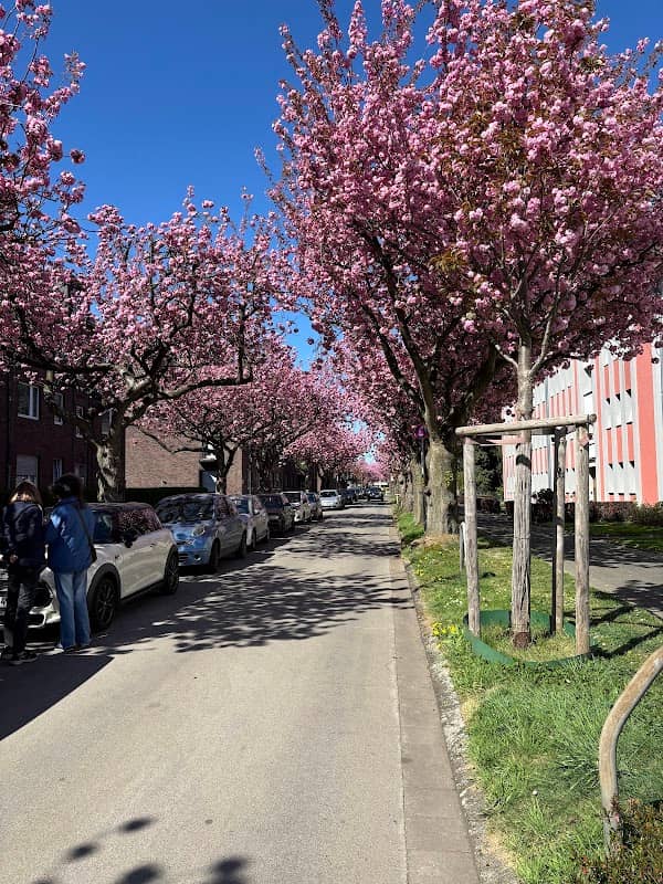 Kirschblüte Krefeld-Bockum - Image 1