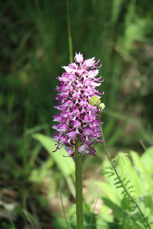Orchid station - Image 2