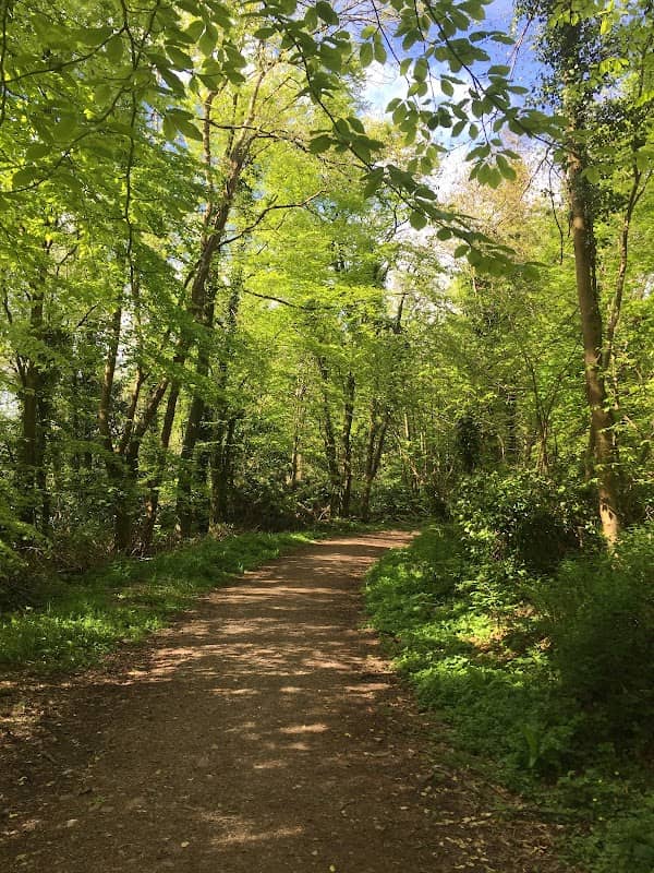 Marlogue Woods Forest Recreational Area - Image 2