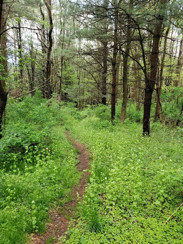 Woodland Park - Image 1