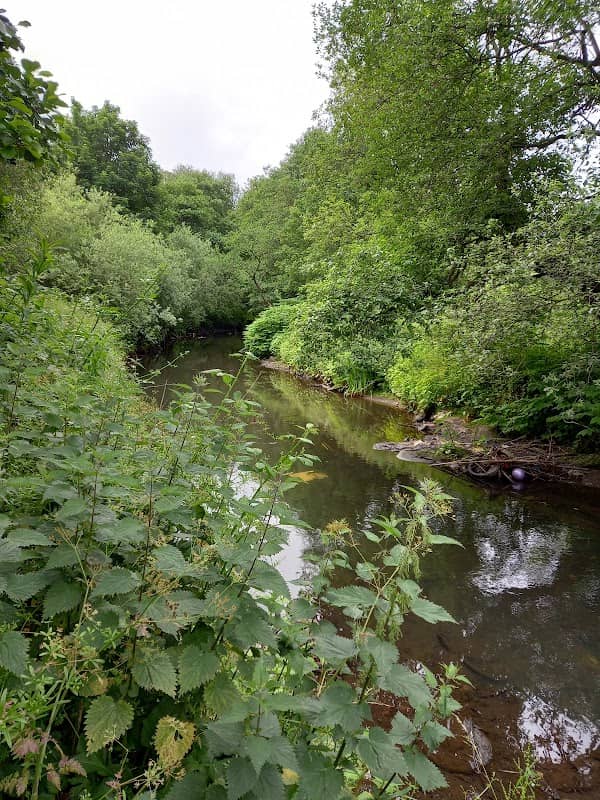Roch Wood Nature Park - Image 1