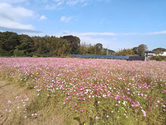 三疋田 コスモス畑 - Image 1