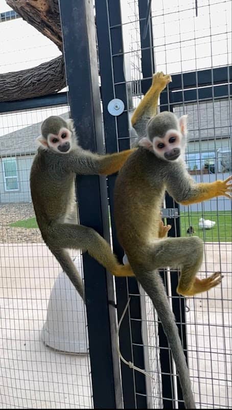 Monkey Havoc - Image 1
