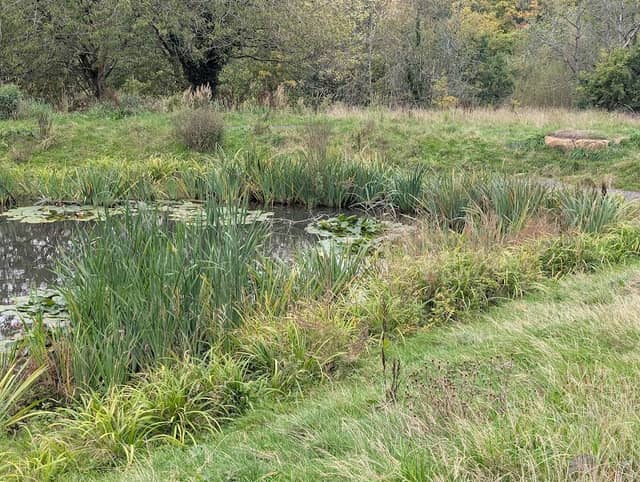 Damselfly Wetland - Image 1