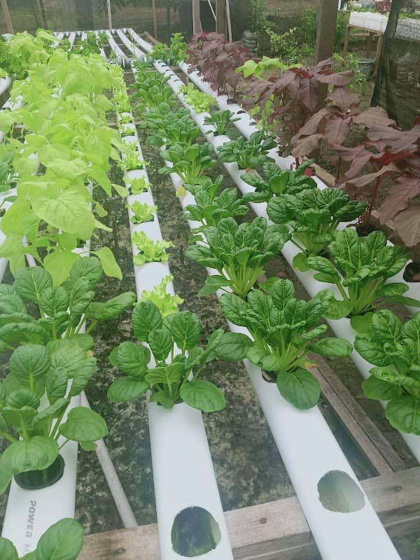 Pharis Farm dan Hidroponik - Image 1
