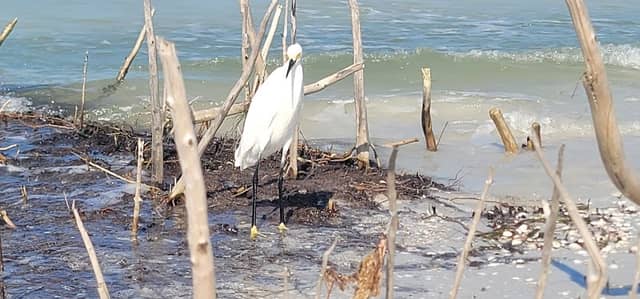 Honeymoon Island - Image 2