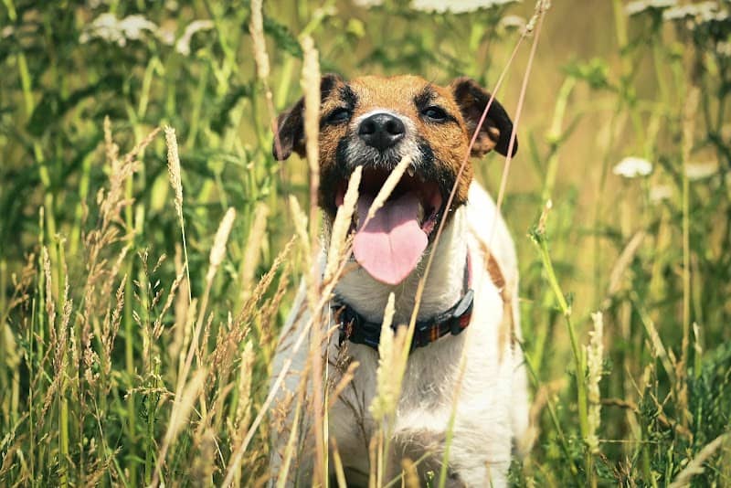Surrey Hills Dog Park - Image 1