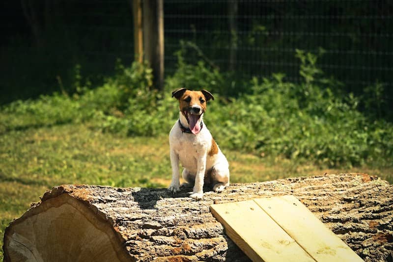 Surrey Hills Dog Park - Image 2