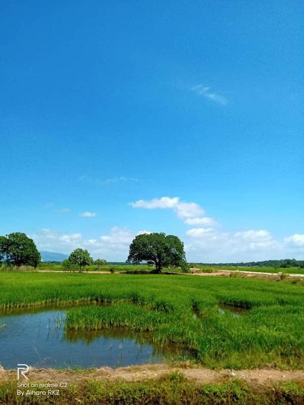 SAWAH PADI BUKIT GAMBIR - Image 2