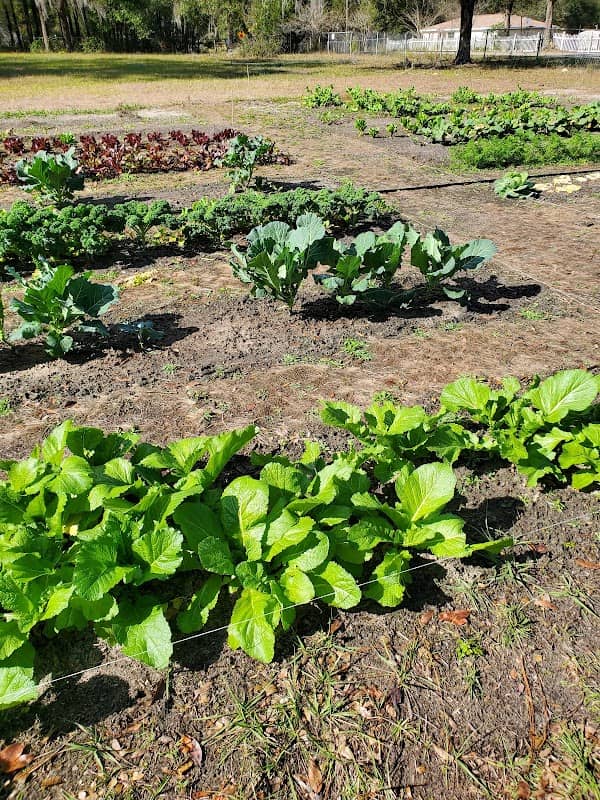 Outskirts Farm - Image 1