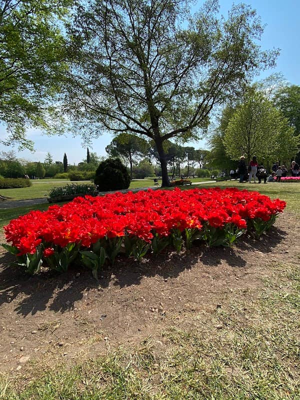 Viale delle Rose - Image 1