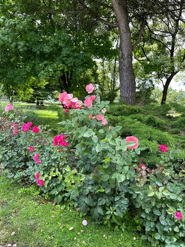 Viale delle Rose - Image 2
