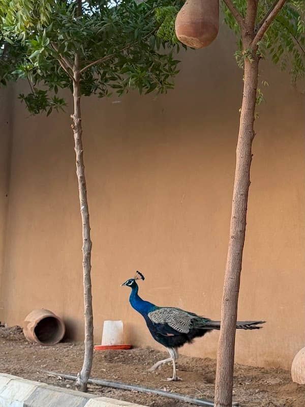 ALNASHER FARMS - Image 1
