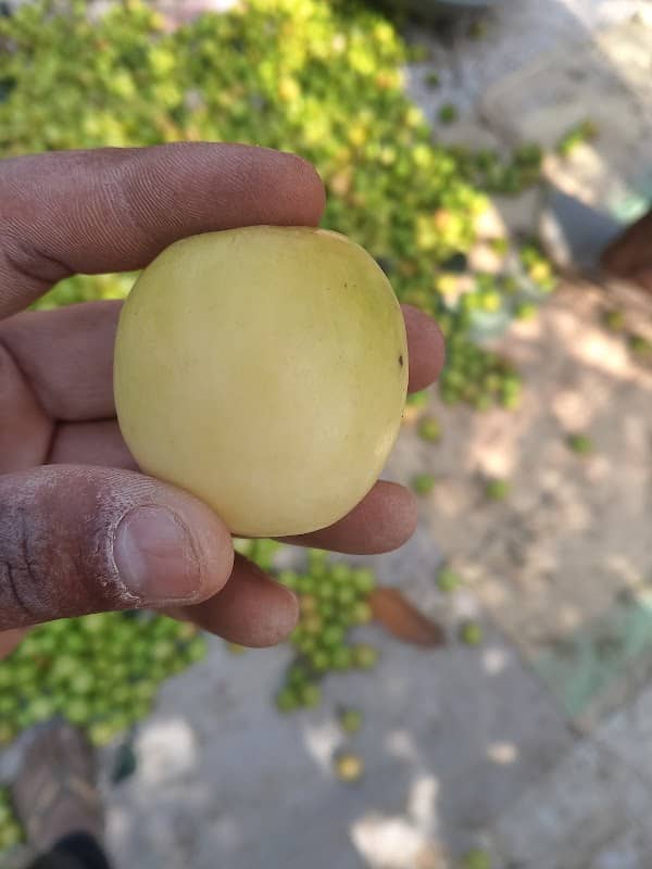 Upadhyay apple plum - Image 1