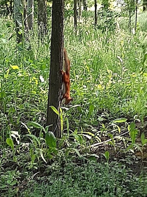 Shepetivsʹkyy Dendropark - Image 1