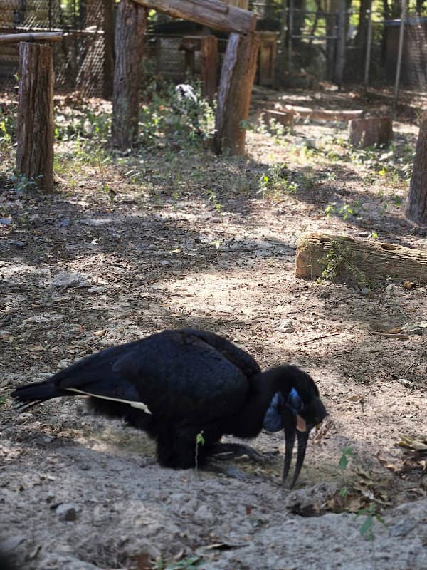 Sylvan Heights Bird Park - Image 1